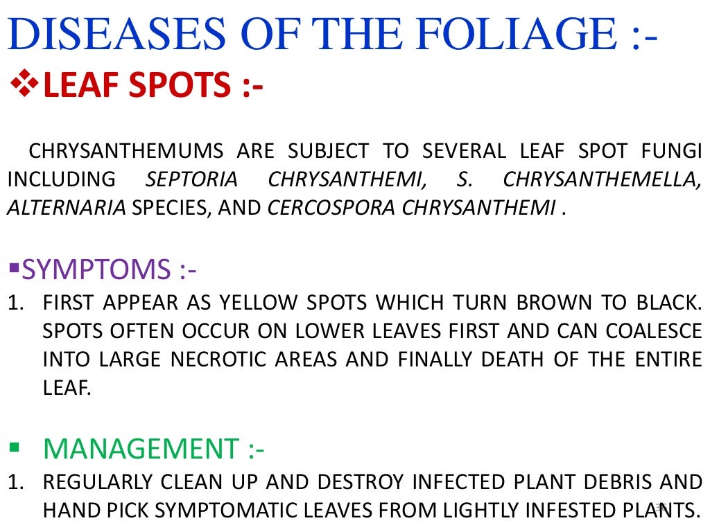 Ppt on chrysanthemum