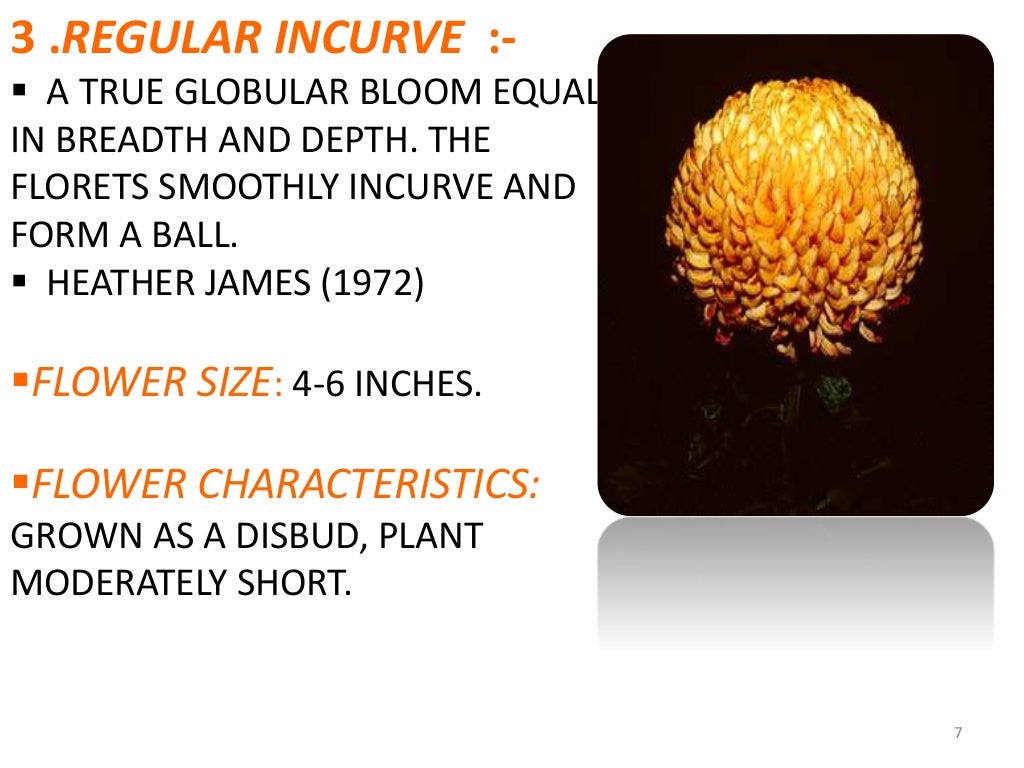 Ppt on chrysanthemum