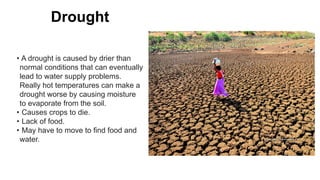 Drought
• A drought is caused by drier than
normal conditions that can eventually
lead to water supply problems.
Really hot temperatures can make a
drought worse by causing moisture
to evaporate from the soil.
• Causes crops to die.
• Lack of food.
• May have to move to find food and
water.
 