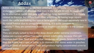 Addax
Addax also known as the screw horn antelope, is a critically
endangered species of antelope that lives in the Sahara desert. As suggested
by its alternative name, this pale antelope has long, twisted horns. It is closely
related to theoryx, but differs from other antelopes by having large square
teeth like cattle and lacking the typical facial glands. Although extremely rare in
its native habitat due to unregulated hunting, it is quite common in
captivity.[1] They are sometimes hunted as trophies on ranches in the United
States.
They are amply suited to live in the deep desert under extreme conditions.
Addax can survive without free water almost indefinitely, because they get
moisture from their food and dew that condenses on plants. Scientists believe
that the Addax has a special lining in its stomach that stores water in pouches
to use in times of dehydration. They also produce highly concentrated urine to
conserve water.
                                  Back to Animals                         Gallery
 