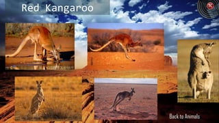 Red Kangaroo




               Back to Animals
 