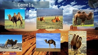 Camels




Back to Animals
 
