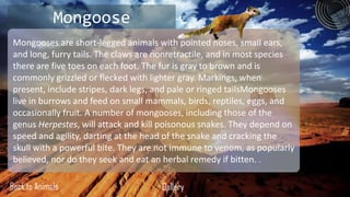 Mongoose
Mongooses are short-legged animals with pointed noses, small ears,
and long, furry tails. The claws are nonretractile, and in most species
there are five toes on each foot. The fur is gray to brown and is
commonly grizzled or flecked with lighter gray. Markings, when
present, include stripes, dark legs, and pale or ringed tailsMongooses
live in burrows and feed on small mammals, birds, reptiles, eggs, and
occasionally fruit. A number of mongooses, including those of the
genus Herpestes, will attack and kill poisonous snakes. They depend on
speed and agility, darting at the head of the snake and cracking the
skull with a powerful bite. They are not immune to venom, as popularly
believed, nor do they seek and eat an herbal remedy if bitten. .

Back to Animals                      Gallery
 