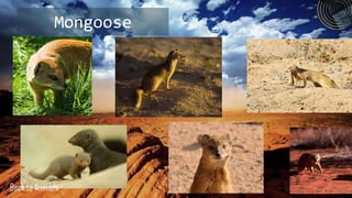 Mongoose




Back to Animals
 