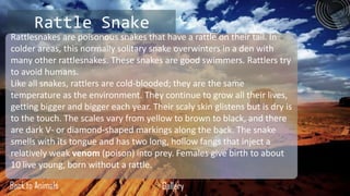 Rattle Snake
Rattlesnakes are poisonous snakes that have a rattle on their tail. In
colder areas, this normally solitary snake overwinters in a den with
many other rattlesnakes. These snakes are good swimmers. Rattlers try
to avoid humans.
Like all snakes, rattlers are cold-blooded; they are the same
temperature as the environment. They continue to grow all their lives,
getting bigger and bigger each year. Their scaly skin glistens but is dry is
to the touch. The scales vary from yellow to brown to black, and there
are dark V- or diamond-shaped markings along the back. The snake
smells with its tongue and has two long, hollow fangs that inject a
relatively weak venom (poison) into prey. Females give birth to about
10 live young, born without a rattle.

Back to Animals                         Gallery
 
