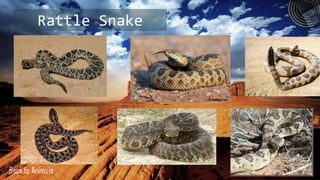 Rattle Snake




Back to Animals
 