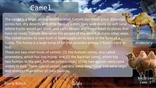 Ppt on deserts and animals