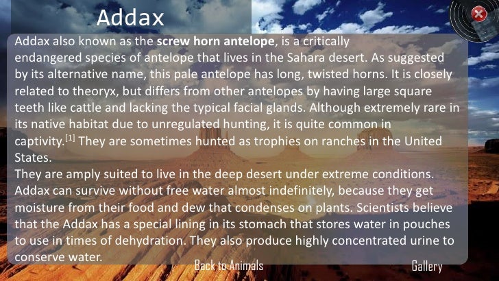 Ppt On Deserts And Animals