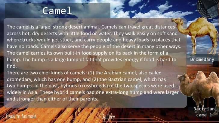 Ppt On Deserts And Animals