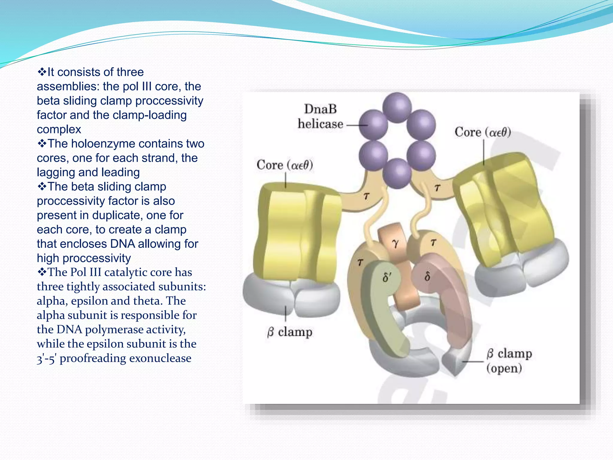 It consists of three
assemblies: the pol III core, the
beta sliding clamp proccessivity
factor and the clamp-loading
complex
The holoenzyme contains two
cores, one for each strand, the
lagging and leading
The beta sliding clamp
proccessivity factor is also
present in duplicate, one for
each core, to create a clamp
that encloses DNA allowing for
high proccessivity
The Pol III catalytic core has
three tightly associated subunits:
alpha, epsilon and theta. The
alpha subunit is responsible for
the DNA polymerase activity,
while the epsilon subunit is the
3'-5' proofreading exonuclease
 