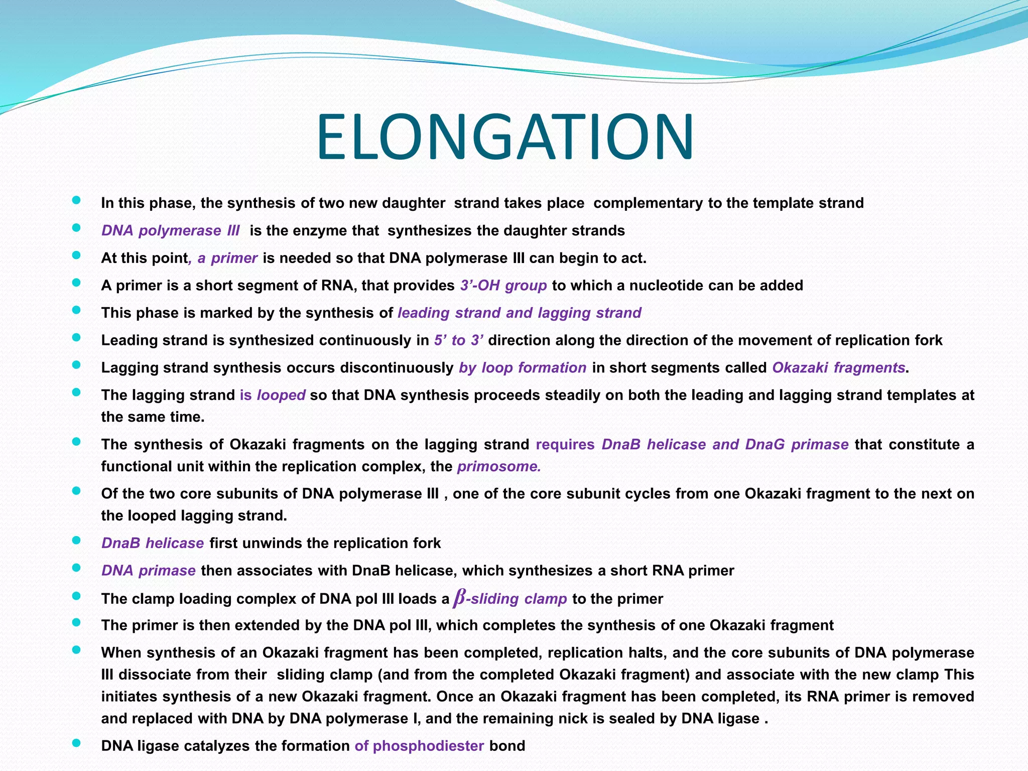 ELONGATION
 In this phase, the synthesis of two new daughter strand takes place complementary to the template strand
 DNA polymerase III is the enzyme that synthesizes the daughter strands
 At this point, a primer is needed so that DNA polymerase III can begin to act.
 A primer is a short segment of RNA, that provides 3’-OH group to which a nucleotide can be added
 This phase is marked by the synthesis of leading strand and lagging strand
 Leading strand is synthesized continuously in 5’ to 3’ direction along the direction of the movement of replication fork
 Lagging strand synthesis occurs discontinuously by loop formation in short segments called Okazaki fragments.
 The lagging strand is looped so that DNA synthesis proceeds steadily on both the leading and lagging strand templates at
the same time.
 The synthesis of Okazaki fragments on the lagging strand requires DnaB helicase and DnaG primase that constitute a
functional unit within the replication complex, the primosome.
 Of the two core subunits of DNA polymerase III , one of the core subunit cycles from one Okazaki fragment to the next on
the looped lagging strand.
 DnaB helicase first unwinds the replication fork
 DNA primase then associates with DnaB helicase, which synthesizes a short RNA primer
 The clamp loading complex of DNA pol III loads a β-sliding clamp to the primer
 The primer is then extended by the DNA pol III, which completes the synthesis of one Okazaki fragment
 When synthesis of an Okazaki fragment has been completed, replication halts, and the core subunits of DNA polymerase
III dissociate from their sliding clamp (and from the completed Okazaki fragment) and associate with the new clamp This
initiates synthesis of a new Okazaki fragment. Once an Okazaki fragment has been completed, its RNA primer is removed
and replaced with DNA by DNA polymerase I, and the remaining nick is sealed by DNA ligase .
 DNA ligase catalyzes the formation of phosphodiester bond
 