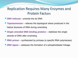Replication Requires Many Enzymes and
Protein Factors
 DNA helicase - unwinds the ds DNA
 Topoisomerase – relieves the topological stress produced in the
helical stuctures of DNA during unwinding
 Single stranded DNA binding proteins – stabilizes the single
strands of DNA after unwinding
 RNA primer – synthesized by primase (a specific RNA polymerase)
 DNA ligase – catalyses the formation of a phosphodiester linkage.
 