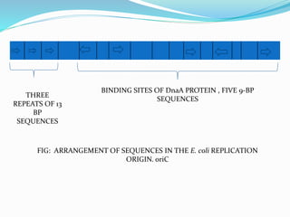 -
THREE
REPEATS OF 13
BP
SEQUENCES
BINDING SITES OF DnaA PROTEIN , FIVE 9-BP
SEQUENCES
FIG: ARRANGEMENT OF SEQUENCES IN THE E. coli REPLICATION
ORIGIN. oriC
 