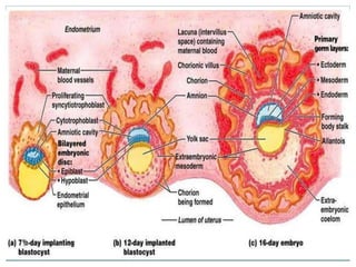 Embryology | PPTX