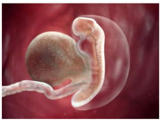 Embryology | PPTX