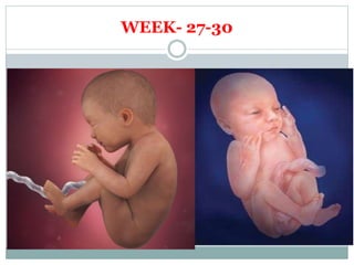 Embryology | PPTX
