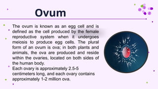 PPT on embryology fetal circulation.pptx
