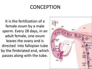 CONCEPTION
It is the fertilization of a
female ovum by a male
sperm. Every 28 days, in an
adult female, one ovum
leaves the ovary and is
directed into fallopian tube
by the fimbriated end, which
passes along with the tube.
 