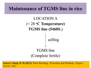 Ppt on exploitation of male sterility in monocots and dicots | PPTX