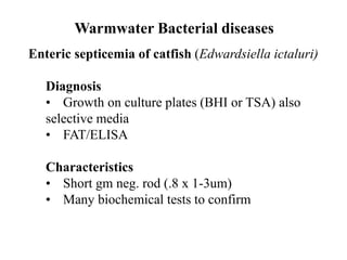 Warmwater Bacterial diseases
Enteric septicemia of catfish (Edwardsiella ictaluri)
Diagnosis
• Growth on culture plates (BHI or TSA) also
selective media
• FAT/ELISA
Characteristics
• Short gm neg. rod (.8 x 1-3um)
• Many biochemical tests to confirm
 