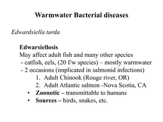 Warmwater Bacterial diseases
Edwardsiella tarda
Edwarsiellosis
May affect adult fish and many other species
- catfish, eels, (20 f/w species) – mostly warmwater
- 2 occasions (implicated in salmonid infections)
1. Adult Chinook (Rouge river, OR)
2. Adult Atlantic salmon -Nova Scotia, CA
• Zoonotic – transmittable to humans
• Sources – birds, snakes, etc.
 