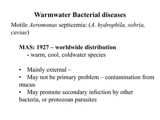 Warmwater Bacterial diseases
Motile Aeromonas septicemia: (A. hydrophila, sobria,
caviae)
MAS: 1927 – worldwide distribution
- warm, cool, coldwater species
• Mainly external –
• May not be primary problem – contamination from
mucus
• May promote secondary infection by other
bacteria, or protozoan parasites
 