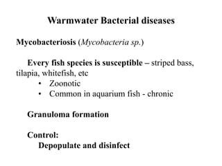 Warmwater Bacterial diseases
Mycobacteriosis (Mycobacteria sp.)
Every fish species is susceptible – striped bass,
tilapia, whitefish, etc
• Zoonotic
• Common in aquarium fish - chronic
Granuloma formation
Control:
Depopulate and disinfect
 
