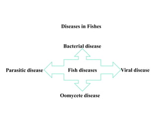 Fish diseases Viral disease
Oomycete disease
Parasitic disease
Bacterial disease
Diseases in Fishes
 