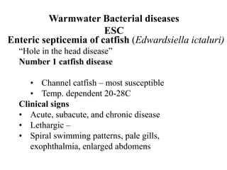 Warmwater Bacterial diseases
ESC
Enteric septicemia of catfish (Edwardsiella ictaluri)
“Hole in the head disease”
Number 1 catfish disease
• Channel catfish – most susceptible
• Temp. dependent 20-28C
Clinical signs
• Acute, subacute, and chronic disease
• Lethargic –
• Spiral swimming patterns, pale gills,
exophthalmia, enlarged abdomens
 