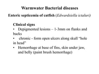 Warmwater Bacterial diseases
Enteric septicemia of catfish (Edwardsiella ictaluri)
Clinical signs
• Depigmented lesions – 1-3mm on flanks and
backs
• chronic - form open ulcers along skull “hole
in head”
• Hemorrhage at base of fins, skin under jaw,
and belly (paint brush hemorrhage)
 