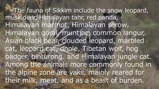 Ppt on flora and fauna of sikkim class X | PPT | Free Download