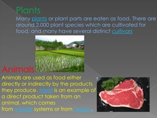 Plants
     Many plants or plant parts are eaten as food. There are
     around 2,000 plant species which are cultivated for
     food, and many have several distinct cultivars




Animals
Animals are used as food either
directly or indirectly by the products
they produce. Meat is an example of
a direct product taken from an
animal, which comes
from muscle systems or from organs.
 