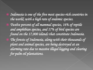  Indonesia is one of the five most species-rich countries in
the world, with a high rate of endemic species.
 Twelve percent of all mammal species, 16% of reptile
and amphibian species, and 17% of bird species are
found on the 17,000 islands that constitute Indonesia.
 The forests of Indonesia, along with their thousands of
plant and animal species, are being destroyed at an
alarming rate due to massive illegal logging and clearing
for palm oil plantations.
 