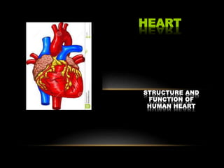 STRUCTURE AND
FUNCTION OF
HUMAN HEART
HEART
 