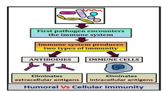 Comprehensive Overview of the Human Immune System and Its Defense ...