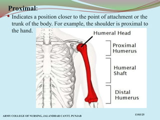 Comprehensive Overview of Anatomical Terms, Planes, and Movements in ...