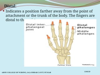Comprehensive Overview of Anatomical Terms, Planes, and Movements in ...
