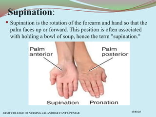 Supination Main Comprehensive Overview of Anatomical Terms, Planes, and Movements in ...