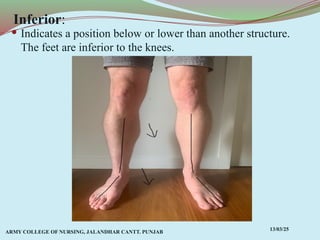 Comprehensive Overview of Anatomical Terms, Planes, and Movements in ...