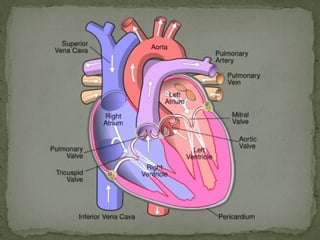Mitral valve stenosis.pptx. . | PPTX