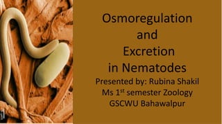 s
Osmoregulation
and
Excretion
in Nematodes
Presented by: Rubina Shakil
Ms 1st semester Zoology
GSCWU Bahawalpur
 