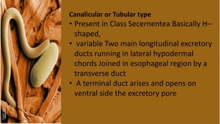 Canalicular or Tubular type
• Present in Class Secernentea Basically H–
shaped,
• variable Two main longitudinal excretory
ducts running in lateral hypodermal
chords Joined in esophageal region by a
transverse duct
• A terminal duct arises and opens on
ventral side the excretory pore
 