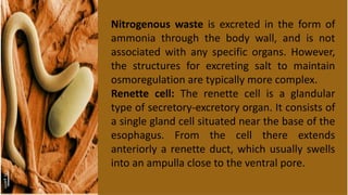 Nitrogenous waste is excreted in the form of
ammonia through the body wall, and is not
associated with any specific organs. However,
the structures for excreting salt to maintain
osmoregulation are typically more complex.
Renette cell: The renette cell is a glandular
type of secretory-excretory organ. It consists of
a single gland cell situated near the base of the
esophagus. From the cell there extends
anteriorly a renette duct, which usually swells
into an ampulla close to the ventral pore.
 