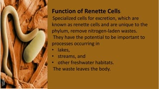 Function of Renette Cells:
Specialized cells for excretion, which are
known as renette cells and are unique to the
phylum, remove nitrogen-laden wastes.
They have the potential to be important to
processes occurring in
• lakes,
• streams, and
• other freshwater habitats.
The waste leaves the body.
 