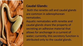 Caudal Glands:
Both the renette cell and caudal glands
are common in adenophorean
nematodes.
Aquatic nematodes with renette and
caudal glands share the property of
secreting an adhesive material that
allows for anchorage in a current of
water; currently, this secretory function is
attributed only to the caudal glands.
 