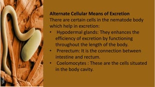 Alternate Cellular Means of Excretion
There are certain cells in the nematode body
which help in excretion:
• Hypodermal glands: They enhances the
efficiency of excretion by functioning
throughout the length of the body.
• Prerectum: It is the connection between
intestine and rectum.
• Coelomocytes : These are the cells situated
in the body cavity.
 