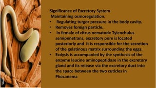 Significance of Excretory System
Maintaining osmoregulation.
• Regulating turgor pressure in the body cavity.
• Removes foreign particle.
• In female of citrus nematode Tylenchulus
semipenetrans, excretory pore is located
posteriorly and it is responsible for the secretion
of the gelatinous matrix surrounding the eggs.
• Ecdysis is accompanied by the synthesis of the
enzyme leucine aminopeptidase in the excretory
gland and its release via the excretory duct into
the space between the two cuticles in
Phocanema
 