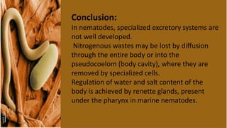 Conclusion:
In nematodes, specialized excretory systems are
not well developed.
Nitrogenous wastes may be lost by diffusion
through the entire body or into the
pseudocoelom (body cavity), where they are
removed by specialized cells.
Regulation of water and salt content of the
body is achieved by renette glands, present
under the pharynx in marine nematodes.
 
