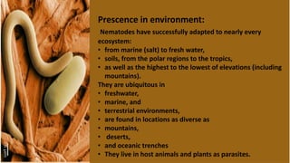 Prescence in environment:
Nematodes have successfully adapted to nearly every
ecosystem:
• from marine (salt) to fresh water,
• soils, from the polar regions to the tropics,
• as well as the highest to the lowest of elevations (including
mountains).
They are ubiquitous in
• freshwater,
• marine, and
• terrestrial environments,
• are found in locations as diverse as
• mountains,
• deserts,
• and oceanic trenches
• They live in host animals and plants as parasites.
 