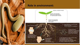 Role in environment:
 